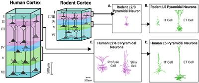 Distinctive biophysical features of human cell-types: insights from studies of neurosurgically resected brain tissue